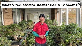 What is the Easiest Bonsai for a Beginner [upl. by Perry]