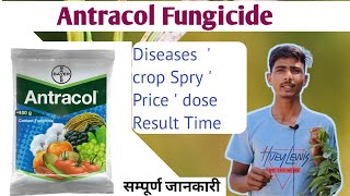 Bayer Antracol fungicide propineb 70 Wp antracol Hindi full details VideoBayer productफंगीसाइड [upl. by Goldshlag65]