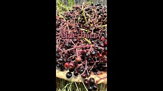 Elderberry toxicity amp ID [upl. by Rahmann797]