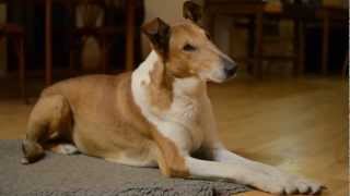 Smooth collies evening at home [upl. by Lal]