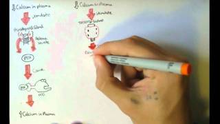 Bone Homeostasis Calcium and Phosphate Hormones [upl. by Banebrudge205]