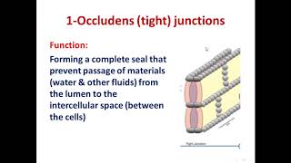 4 Intercellular junctions 2020 [upl. by Downs]