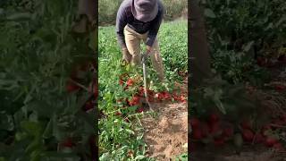 Tomato Harvest Amazing farming satisfying shorts agriculture china cropmanagement [upl. by Idden704]