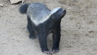 Honey Badgers Zoo Praha [upl. by Evey74]