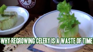 Why Regrowing Celery is a Waste of Time amp More Gardening QampA [upl. by Harwin]