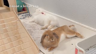 Bunnies flopping together HuanHuan amp LeLe relax in the evening [upl. by Iey]