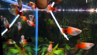 Xiphophorus maculatus Platy Galaxy [upl. by Eegnat]