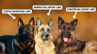 5 Types of German Shepherds and How to Identify Them [upl. by Scoles]