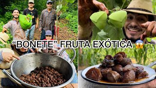 Corte de “BONETES”Haciéndolos ENMIELADOSFruta exótica de talla mundial 😱 [upl. by Anhpad985]