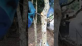 The Aquilaria trees are intentionally wounded to quickly obtain natural agarwood resin agarwood [upl. by Benis611]