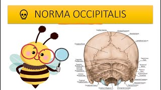 Skull  Posterior view or Norma Occipitalis easy anatomy Hindi [upl. by Ileane]