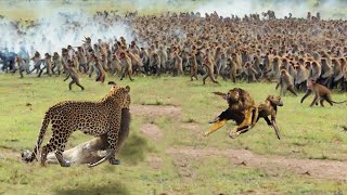 A Pack Of Baboons Surrounded And Attacked A Leopard To Rescue Their Leader [upl. by Abigael]