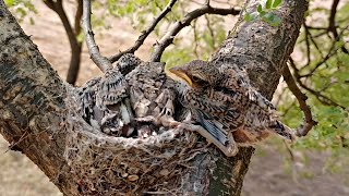 One of baby Woodbird sitting on tree branch outside of nest BirdPlusAnimals [upl. by Acinej]