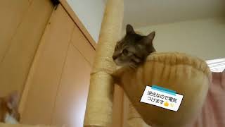 上に登りたいみい太ときゃっちーさん20190317 猫 キジトラ マンチカン cat cute Browntabby Munchkin [upl. by Teiv460]