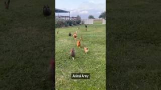 Chicken Army at Meal Time [upl. by Annyl]