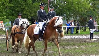 Haflinger und Pferdekutschen in Meura [upl. by Iny]