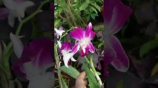 our nursery ZZ plants and orkide plantnursery flowers gardening youtubeshorts [upl. by Lennox]