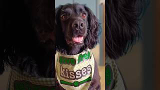 DIY dog bandana with no sewing Using two layers of HTV 😍 [upl. by Iahs493]