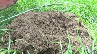 How To Eliminate Ants From Your Garden [upl. by Akenom149]