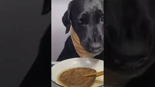 Rufo prueba los huevos de codorniz dog divertido pets funny cute enjoy love imposible [upl. by Evey]