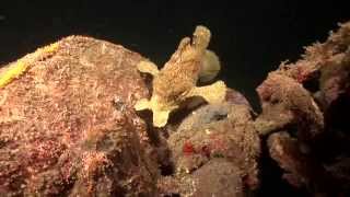 Crazy Animal Attack  Giant Frogfish eats poisonous Lionfish [upl. by Ibba]