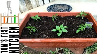 Planting Padron Peppers [upl. by Celestine]