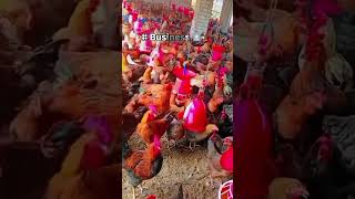 कष्ट हे कष्टच असतेpoultryfarmingbusiness businesspoultryशेतकरीtrending [upl. by Evita]