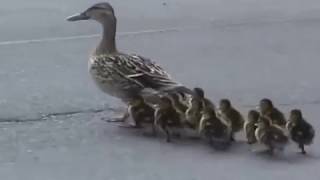 Mama Mallard amp Ducklings Leaving the City [upl. by Montanez766]