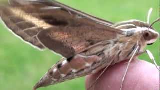 Whitelined Sphinx Moth Sphingidae Hyles lineata Lateral Closeup [upl. by Hselin]