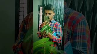 Grow indoor air purifying plants for free  syngonium  फ्री पौधे 🌿 shorts viral gardening chor [upl. by Cato342]