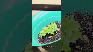 The celery experiment week 2🙂 [upl. by Shana]