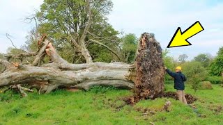 Der Sturm fällte einen 200 Jahre alten Baum Was unter seinen Wurzeln entdeckt wurde hat alle entse [upl. by Siurad]