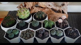 Repotting some of cacti [upl. by Meluhs]