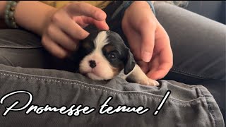 VIDÉO ENTIÈRE DÉDIÉE AUX CHIOTS  Roooo sont trop choux [upl. by Vasileior]