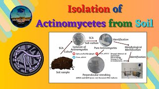 Isolation of Actinomycetes from Soil  Principle amp Procedure  Basic Microbiology Lab Techniques [upl. by Navillus894]