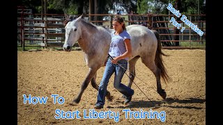 How To Start Liberty Training With Your Horse Basic Exercises Part 1 [upl. by Kearney]