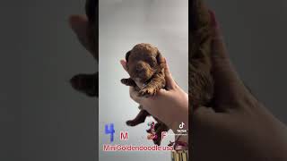 Mini goldendoodle red brick minigoldendoodles minigoldendoodlepuppies fyp fypシ゚viral [upl. by Ecnatsnok]