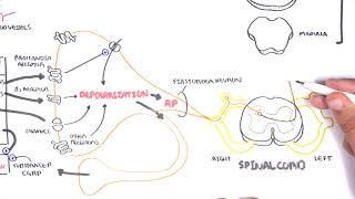 MECHANISM OF ACTION OF NSAIDS  PHARMACOLOGY [upl. by Keith1]