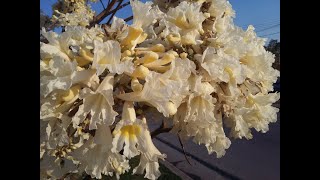 Cómo cuidar del Lapacho  Handroanthus  Palo de Rosa  Tabebuia  Tajy  Guayacán  Tajibo  ipê [upl. by Ardnasirhc]