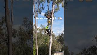 treeworker arborist arboriculture fun work workout highlights wow tree qld smile [upl. by Orgell]