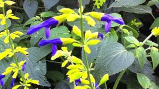 Salvia mexicana Limelight  Mexican Sage [upl. by Horner142]