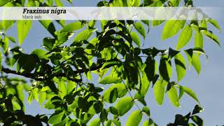 black ash Fraxinus nigra [upl. by Laith534]