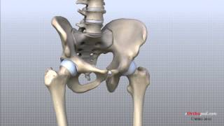 Hip Anatomy Animated Tutorial [upl. by Habas]