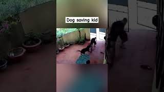 Dog Saves Kid From Attack [upl. by Tinya773]