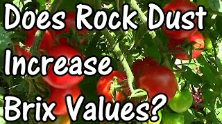 Does Rock Dust Increase Brix Values Part 1  Tomatoes [upl. by Zeiler]