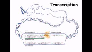 15 RNA structure and RNA synthesis [upl. by Rambert662]