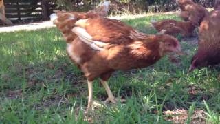 How to raise chickens  chickens for kids  chickens clucking [upl. by Aihset550]