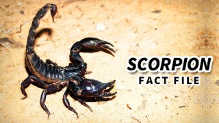 Scorpion Facts the not so FATAL STING 🦂 Animal Fact Files [upl. by Aba]