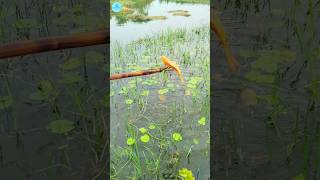 😲 Best Boat Fishing With Kotch 🌻part 81boatfishing viral shorts fish naturalfishing bigfish [upl. by Herzig]