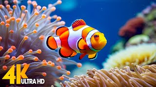 Aquarium 4K VIDEO ULTRA HD  Beautiful Coral Reef Fish  Sleep Relaxing Meditation Music [upl. by Enyak]